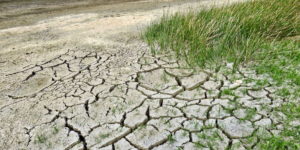 Some parched and cracked mud with a small amount of grass growing from it.